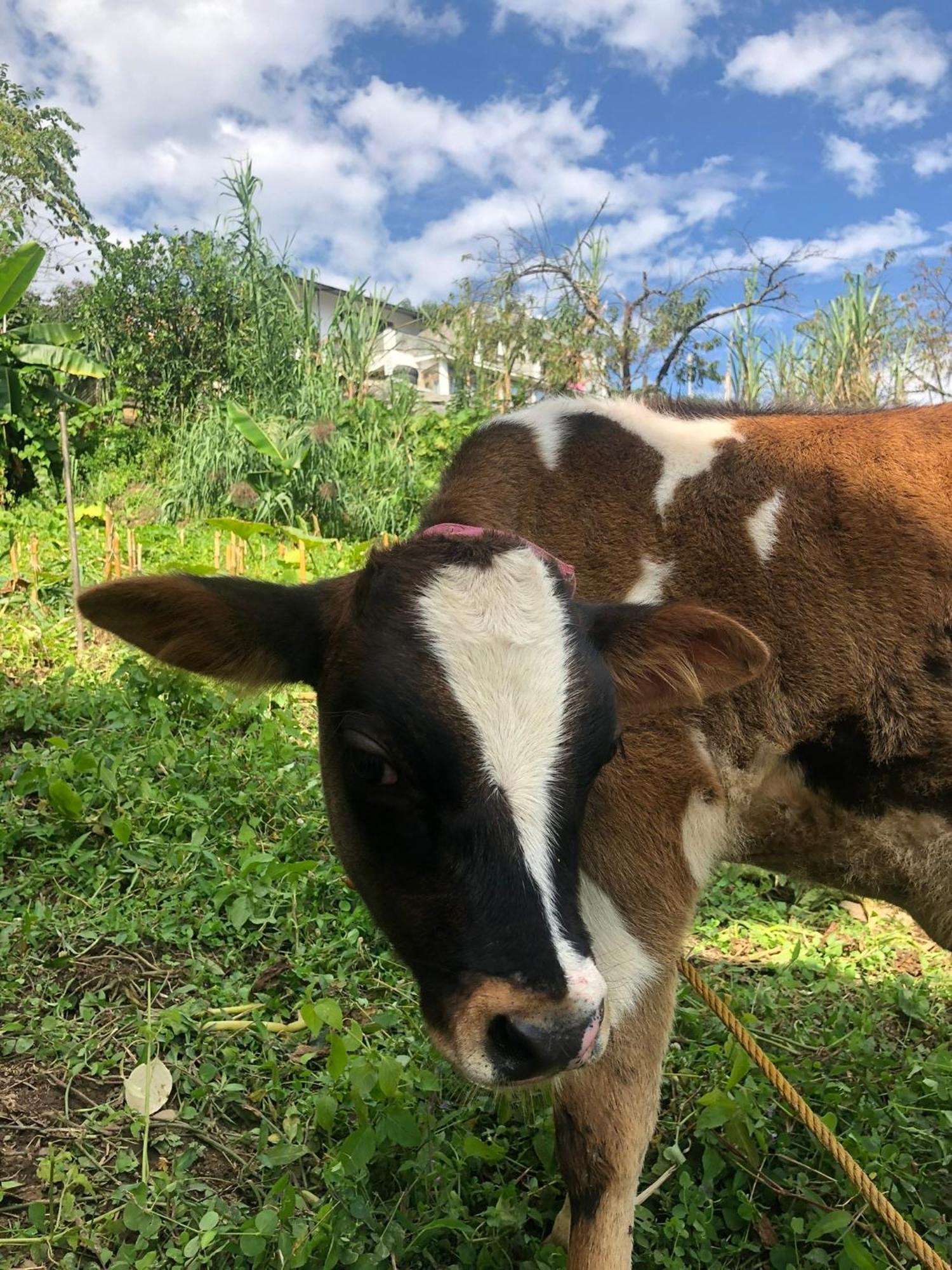 Martam Farmhouse Pelling Zewnętrze zdjęcie