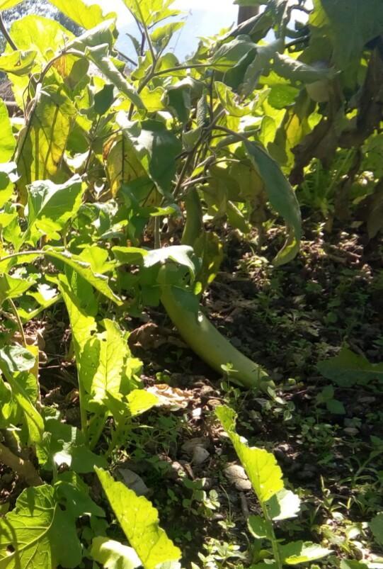 Martam Farmhouse Pelling Zewnętrze zdjęcie