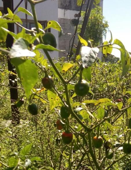 Martam Farmhouse Pelling Zewnętrze zdjęcie